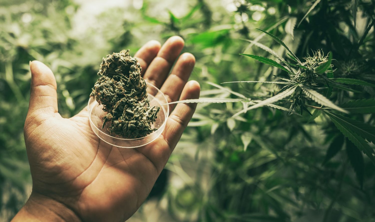 Marijuana Cannabis