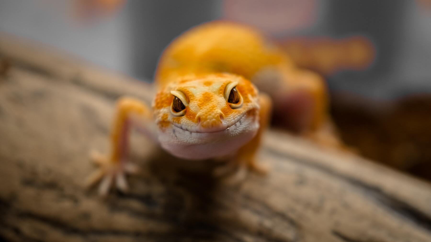 Lizard People and World Domination