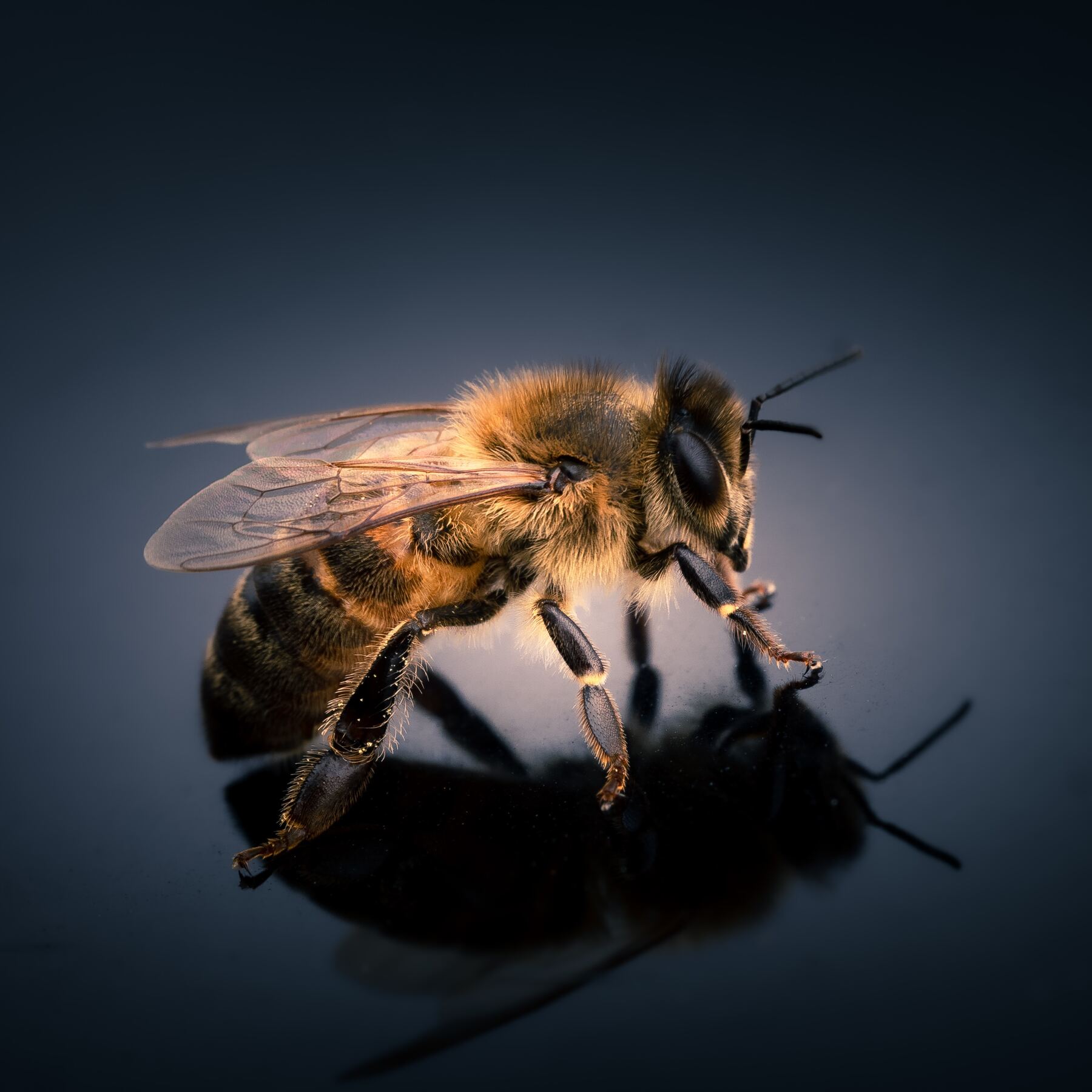 Everything You Want To Know About Bees