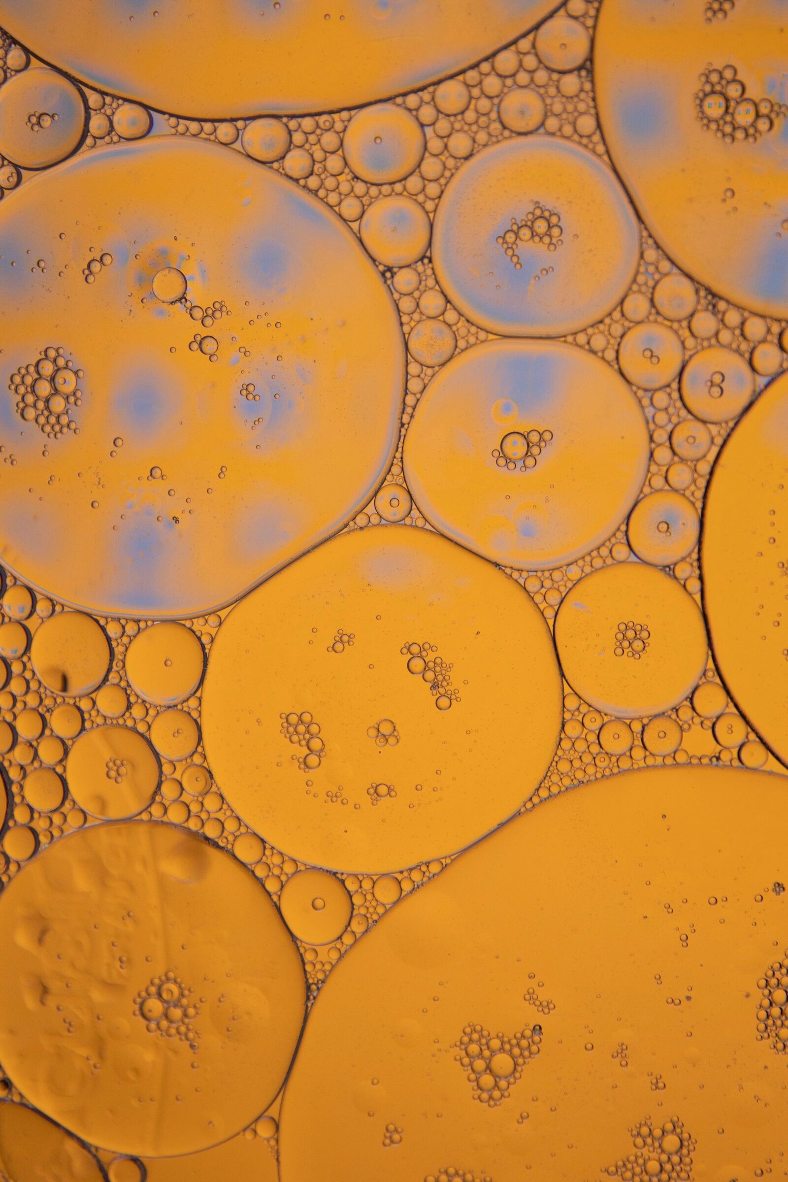 Polychlorinated Biphenyls (PCB's) 2
