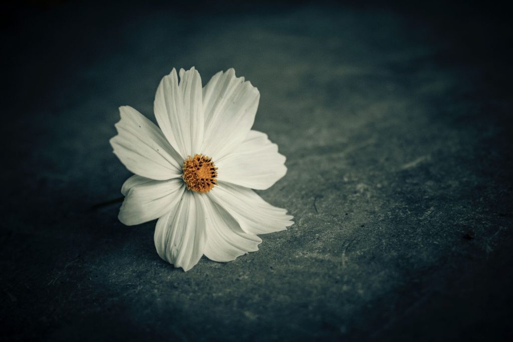 Life is Precious: Meaning