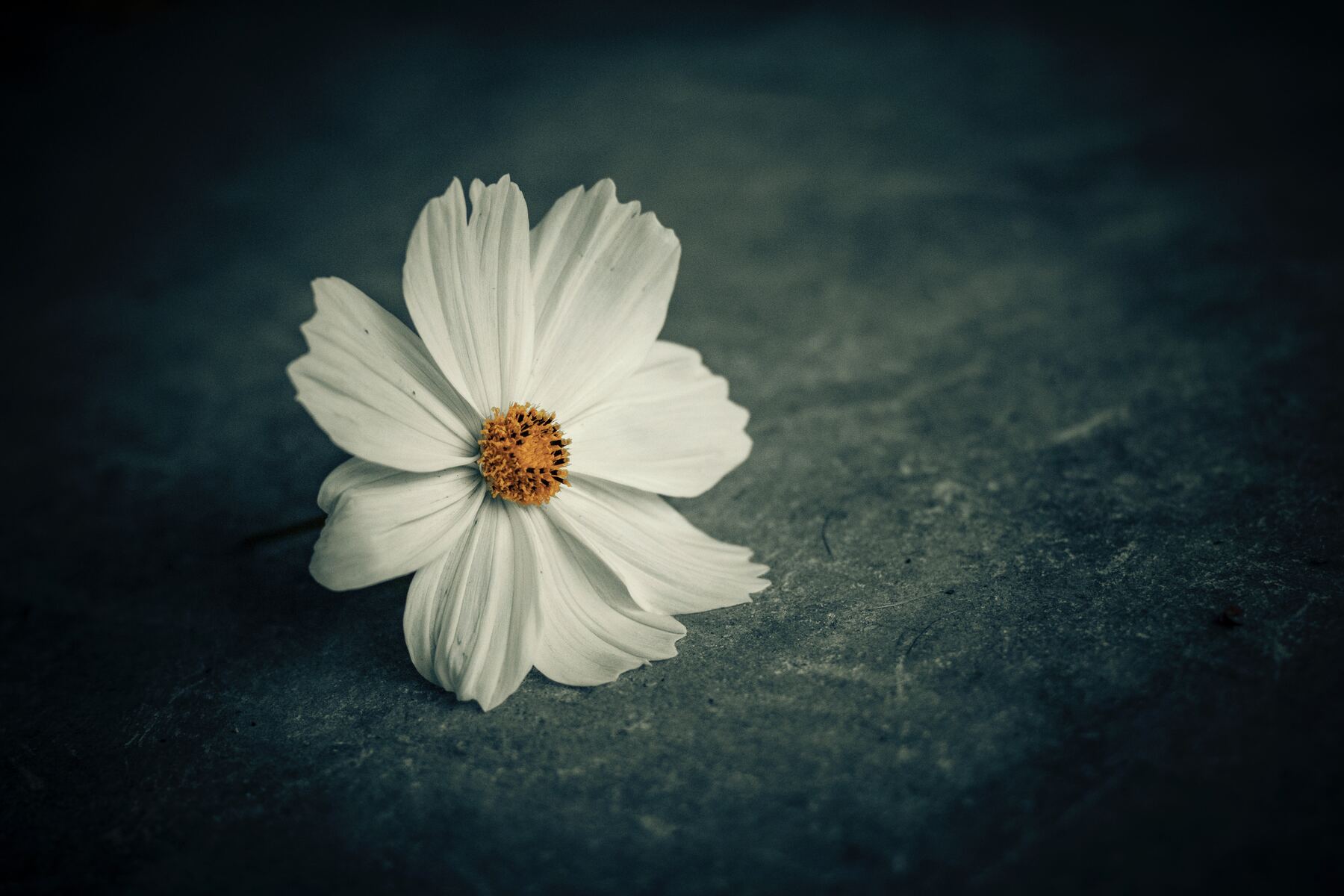 Life is Precious: Meaning